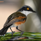 Cape Batis